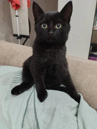Котенок в добрые руки