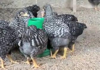 Амрокс тауықтар