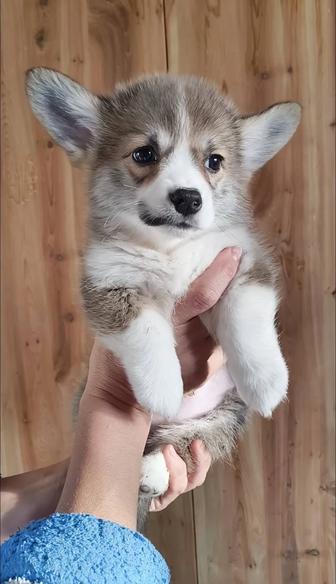 Хорошенькие щеночки вельш-корги пемброк