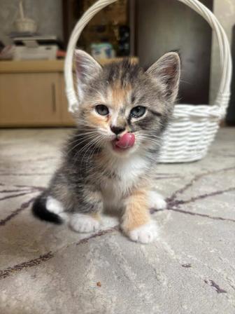 Отдам котят в добрые руки
