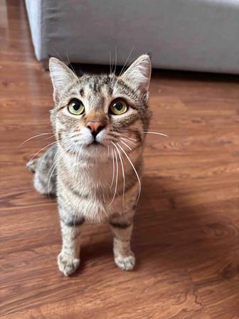 Котик ищет любящую маму