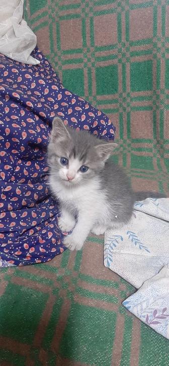 кошка