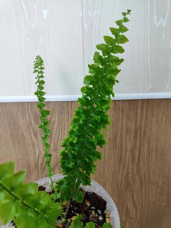 Нефролепис Дассада (папаротник)