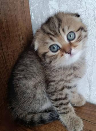 Шотландские котята мальчик и девочка