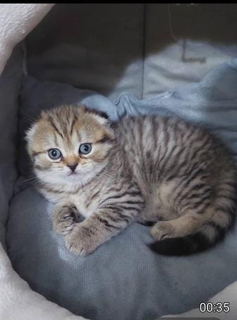 Шотландские котята мальчик и девочка