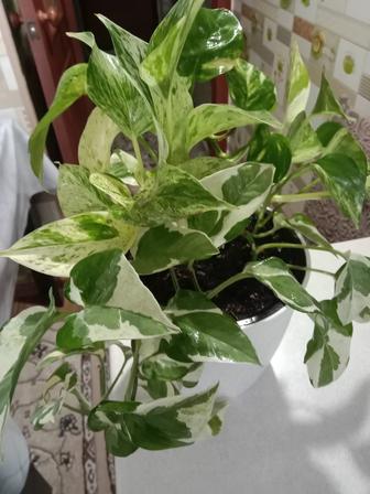 Эпипремнум цветок продам