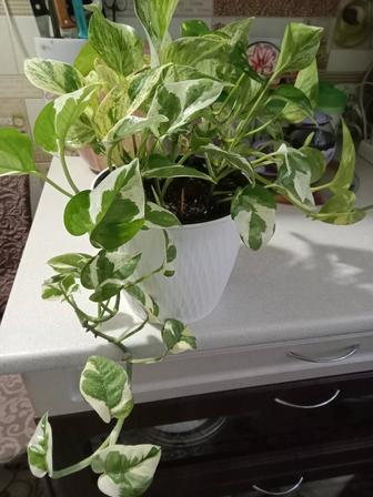 Эпипремнум цветок продам