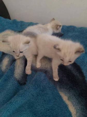 Отдам котенка в добрые руки