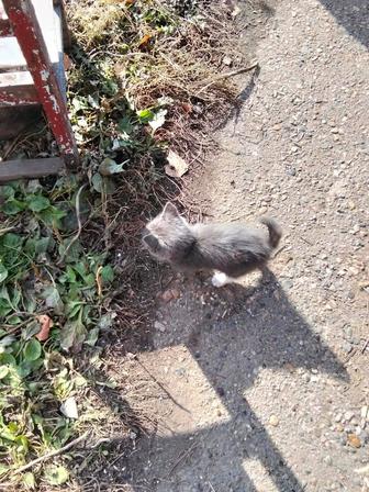 Отдам котенка в добрые руки