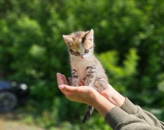 Отдам котенка в добрые руки