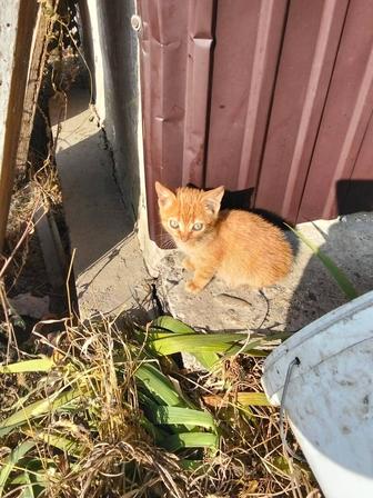 Отдам котенка в добрые руки