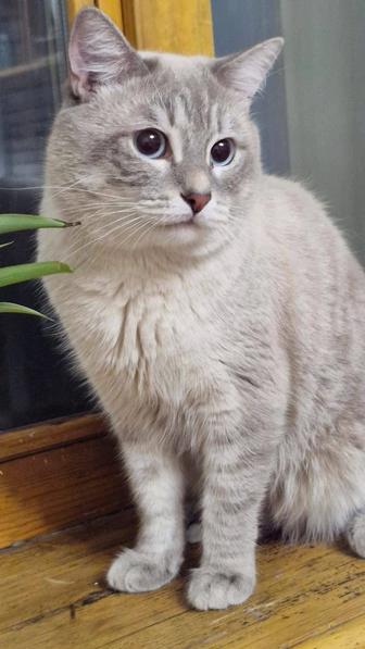 Вязка котов