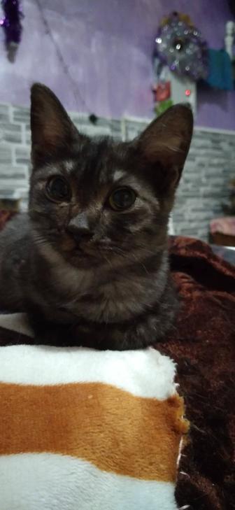 Красивая киса в поисках дома!!