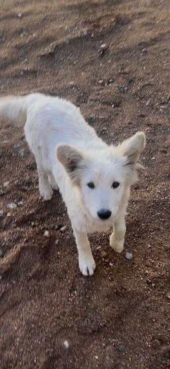 Отдам щенка