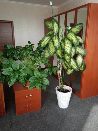 Комнатные растения , цветы фикус , китайская роза.