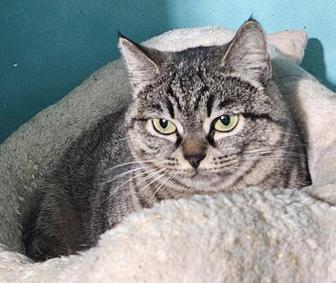 Ищем любящую семью кошечка Фортуне!!!!