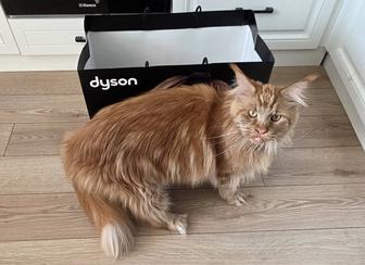 Отдам кота Мейнкун