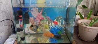 Продам рыбок с аквариумом и моторчиком подачи кислорода, обогревателем воды