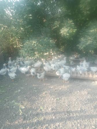 Продажа цыплят
