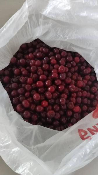 Продам вишню садовую
