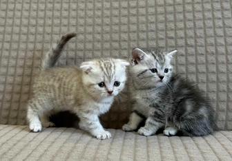 Шотландские котята