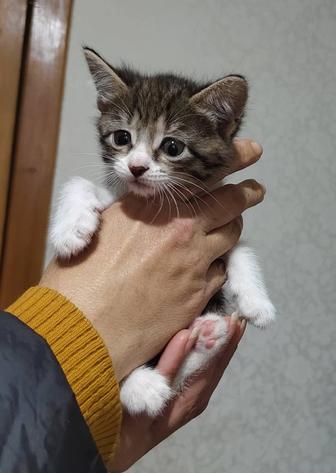 Дом котяткам