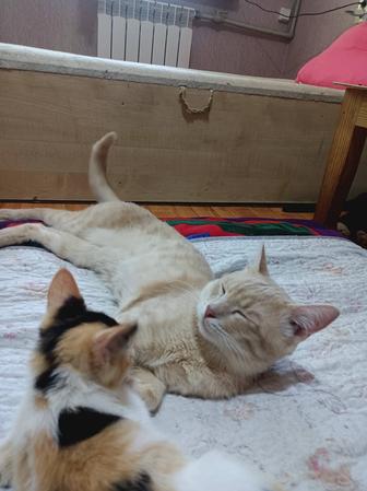 Молодой кот