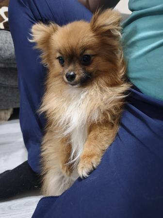 Продам собачку Шпиц