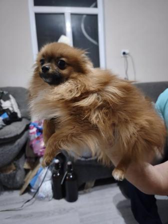 Продам собачку Шпиц