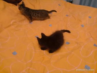 Котята мальчики