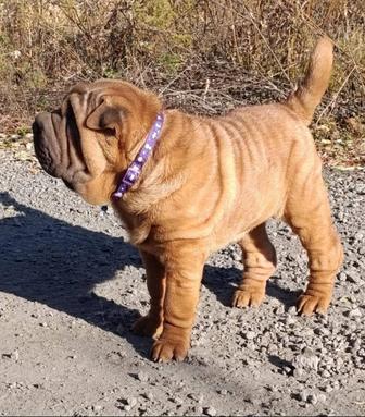 Продажа щенков шарпей