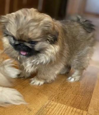 Щенки пекинеса