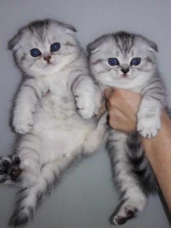 Шотландские котята