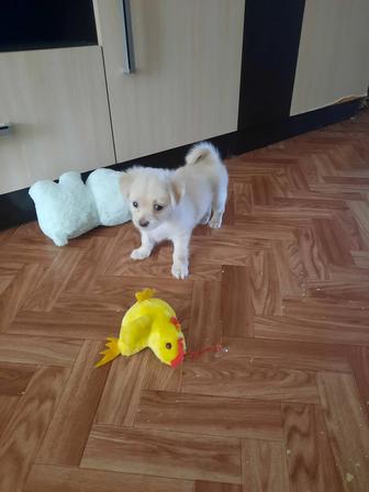 Отдам в добрые руки собачку