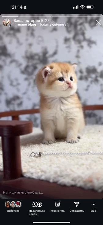 Британские золотые шиншиллы