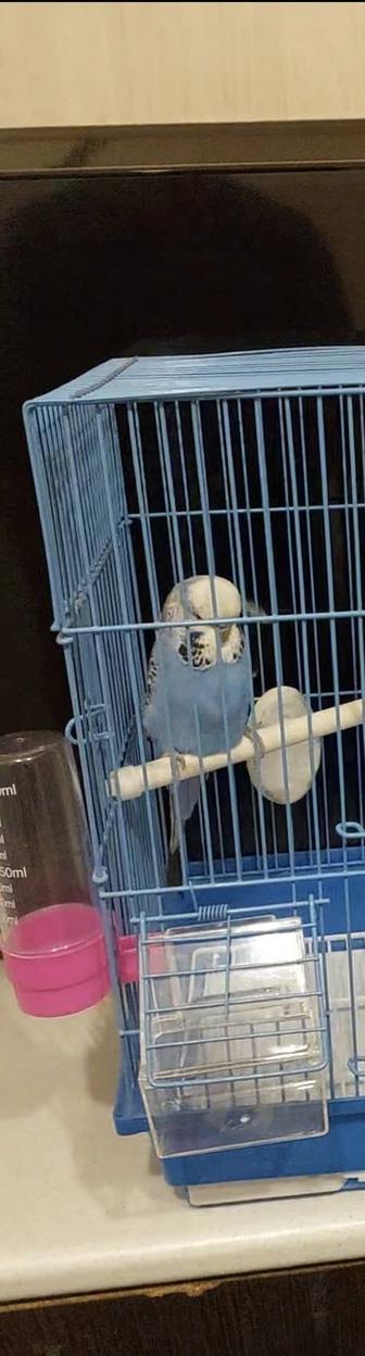 Чех самец 1 год