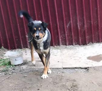 Отдам собаку в добрые руки