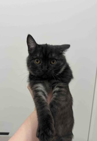 Милый котенок