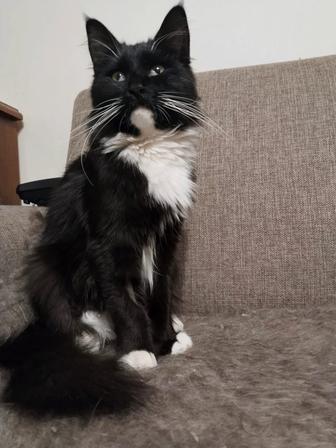 Кошка ищет дом