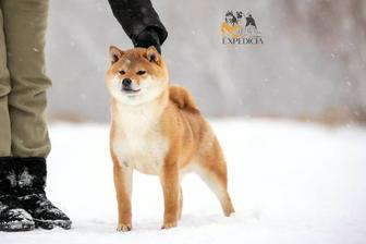 Щенки Сиба ину