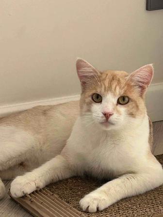 Кот кот кот