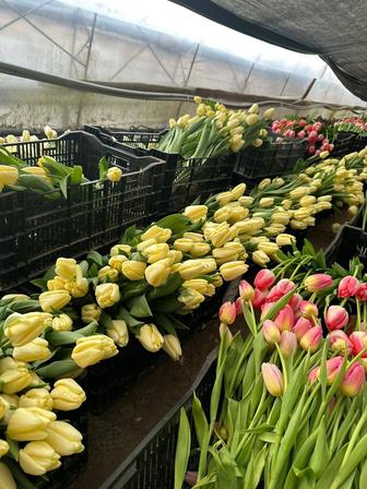 Тюльпаны оптом и для предприятий