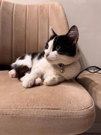 Кошечка Мия