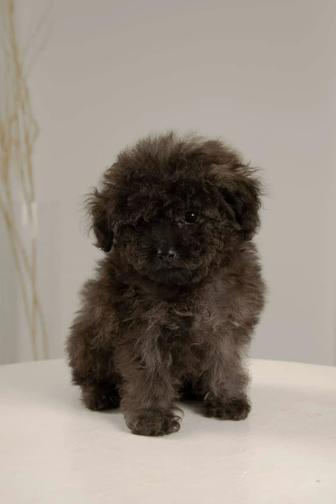 Мальтипу щенки