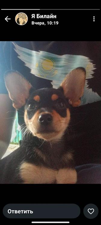 Пинчер мальчик ищет девочку