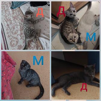 Отдам Породистых котяток доброй руки
