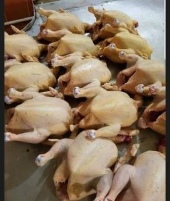 Продам домашних курей. 1500 за кг.