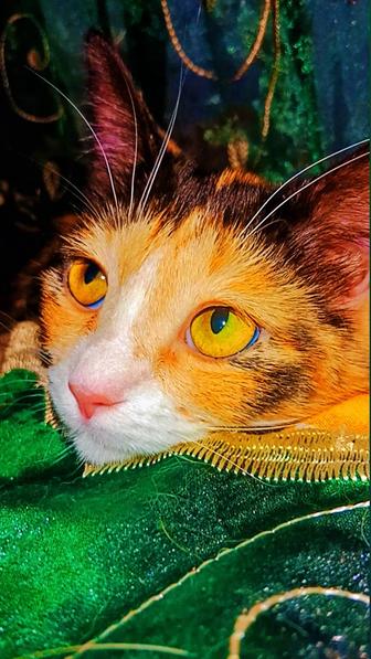 Кошка Хэппи ждёт семью