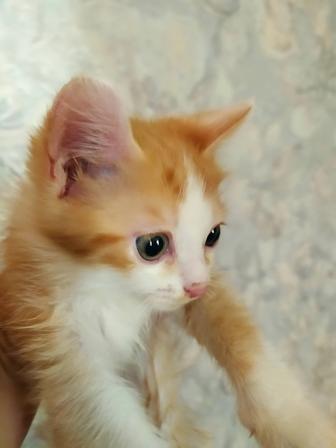 Отдам котят