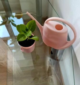 Озеленение и уход за живыми растениями